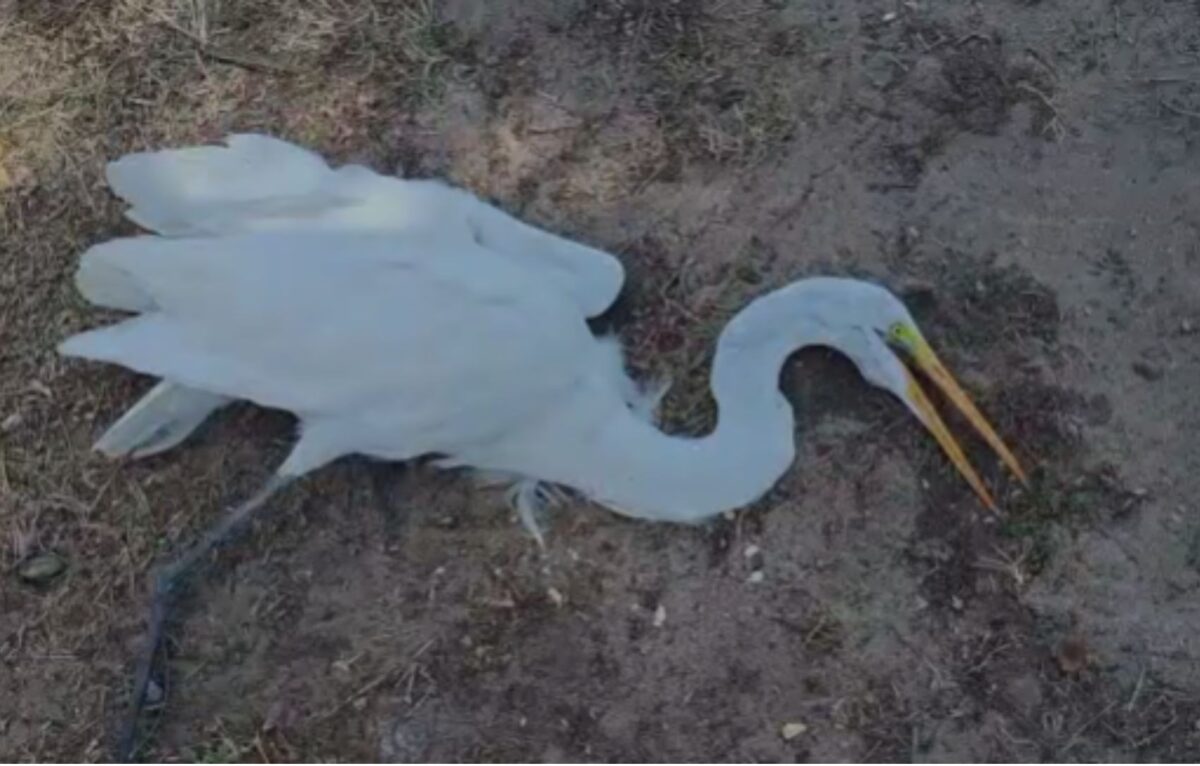 Garça debilitada é resgatada na orla da Atalaia em Aracaju